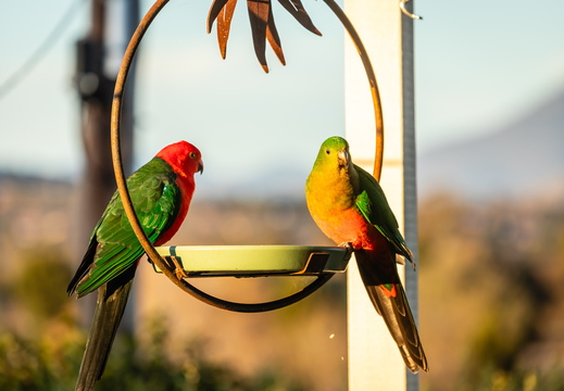 Birds